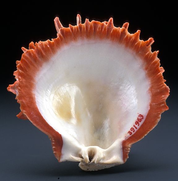 Spondylus